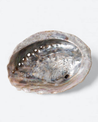 Abalone Schelp voor Smudge Bowls - Medium