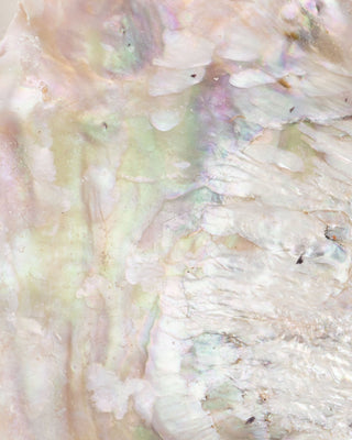 Abalone Schelp voor Smudge Bowls - Medium